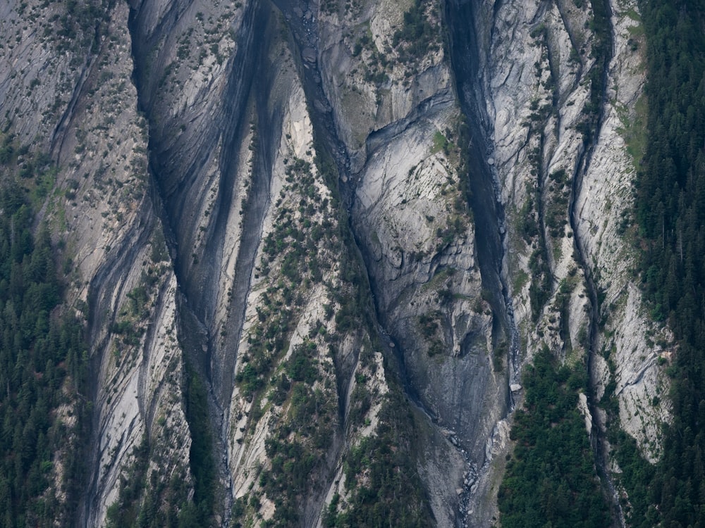 aerial photograph of forest