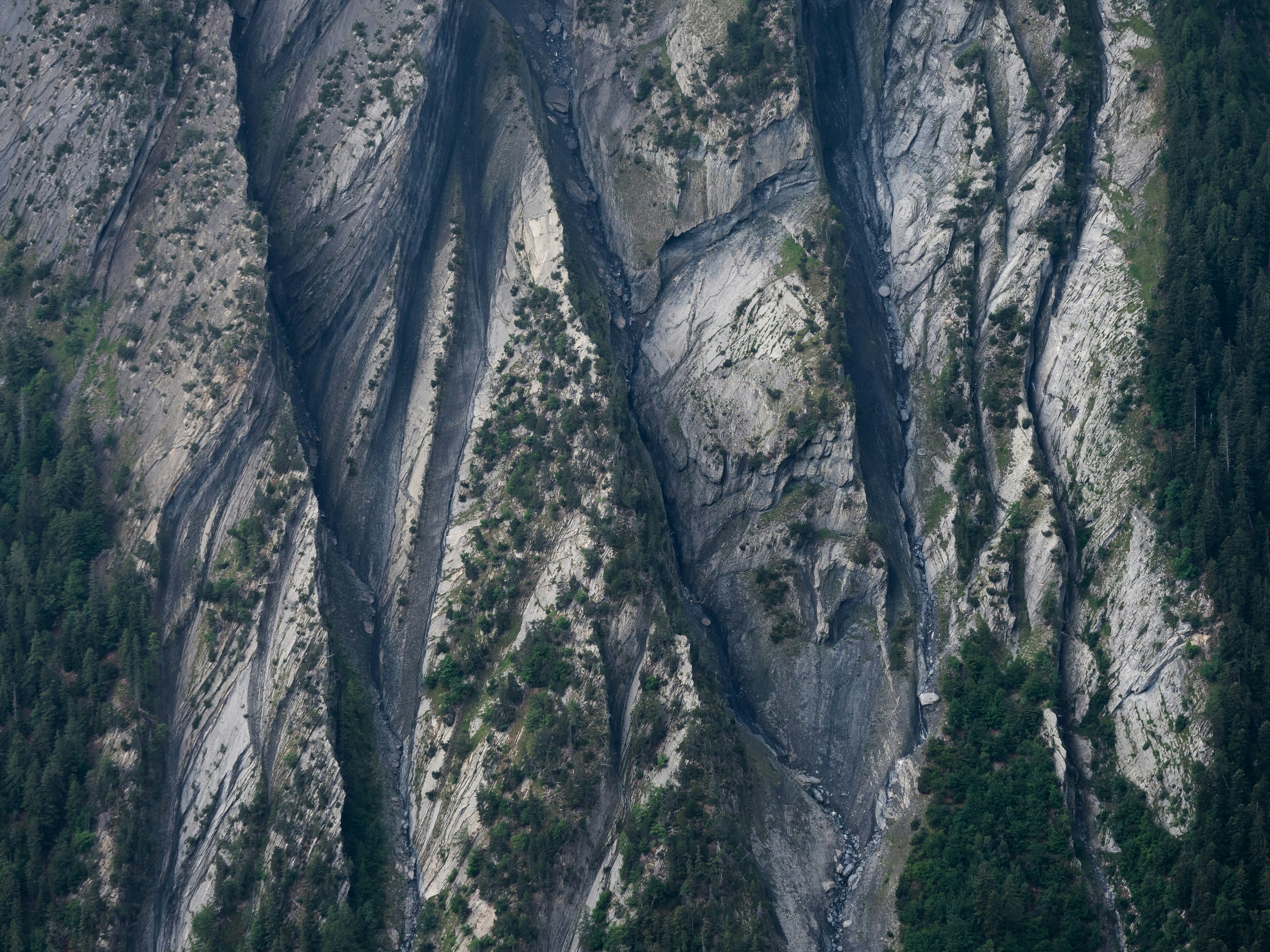 aerial photograph of forest