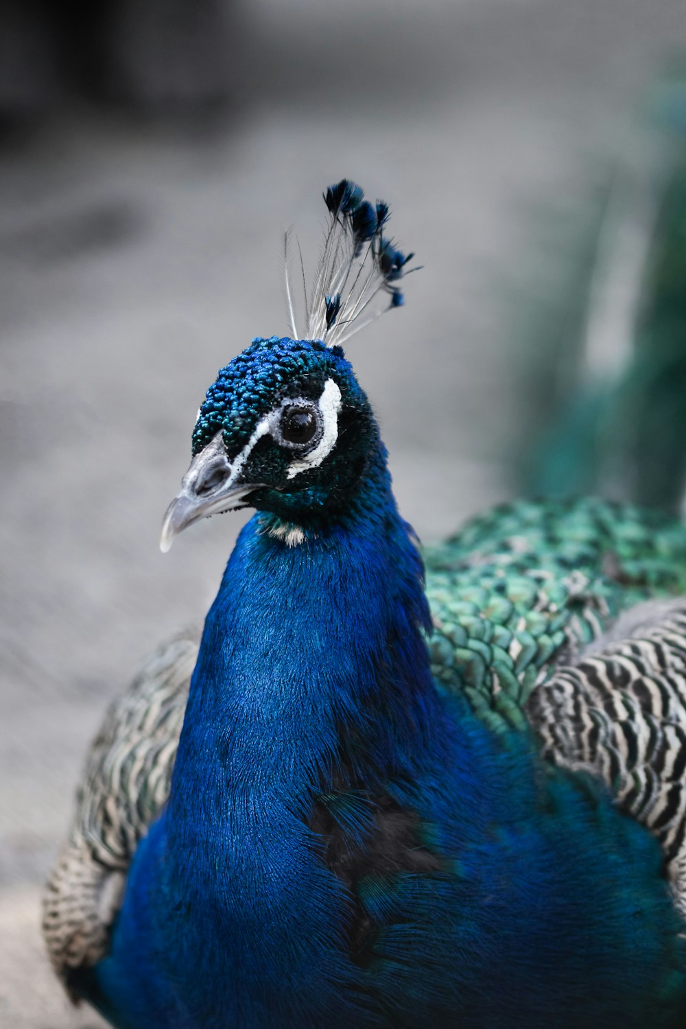 pavo real azul, verde y negro