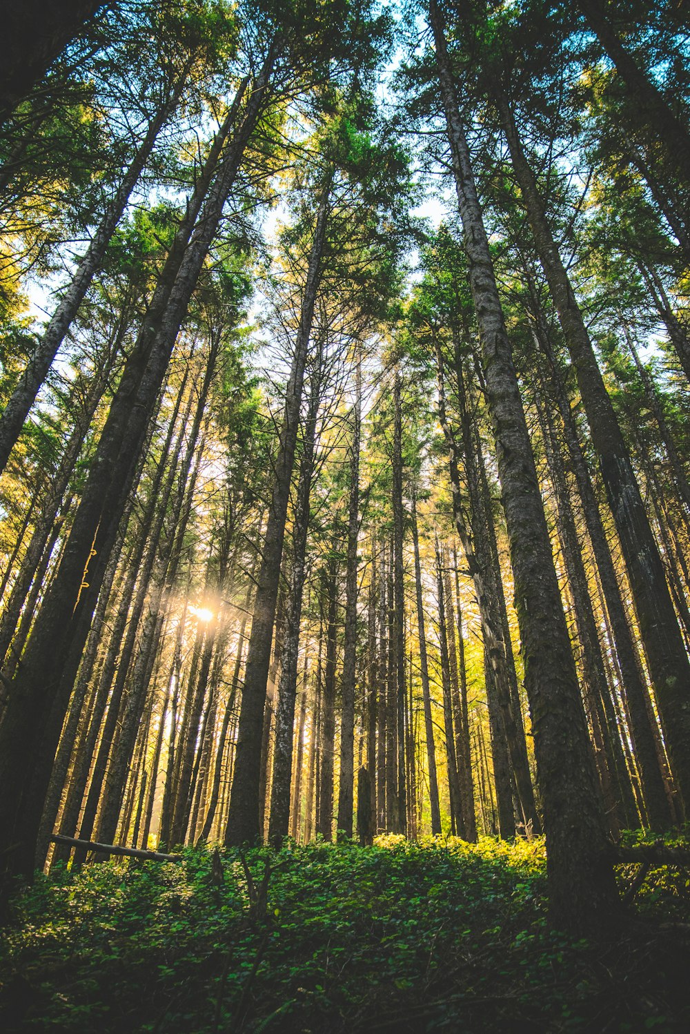 Low-Angle-Fotografie von Bäumen im Wald