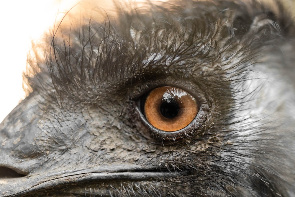 closeup photo of animal eye