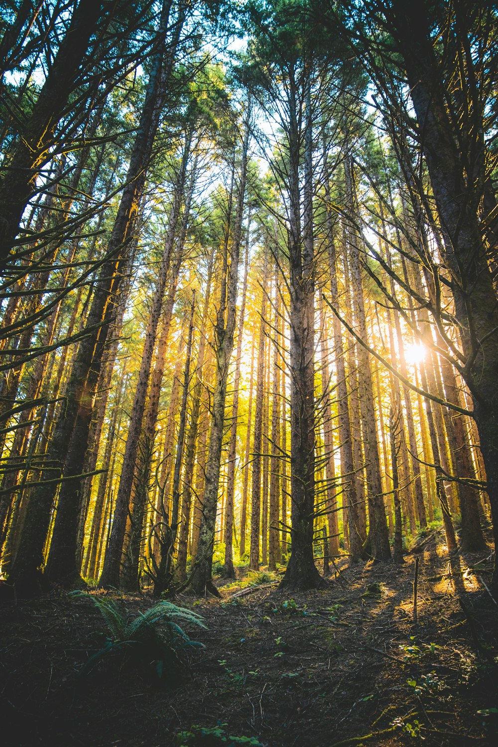 tall trees with ray of sunlight during daytime