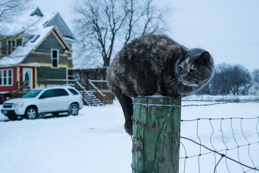 Cozy wooden cat shelter nestled in a snowy backyard.