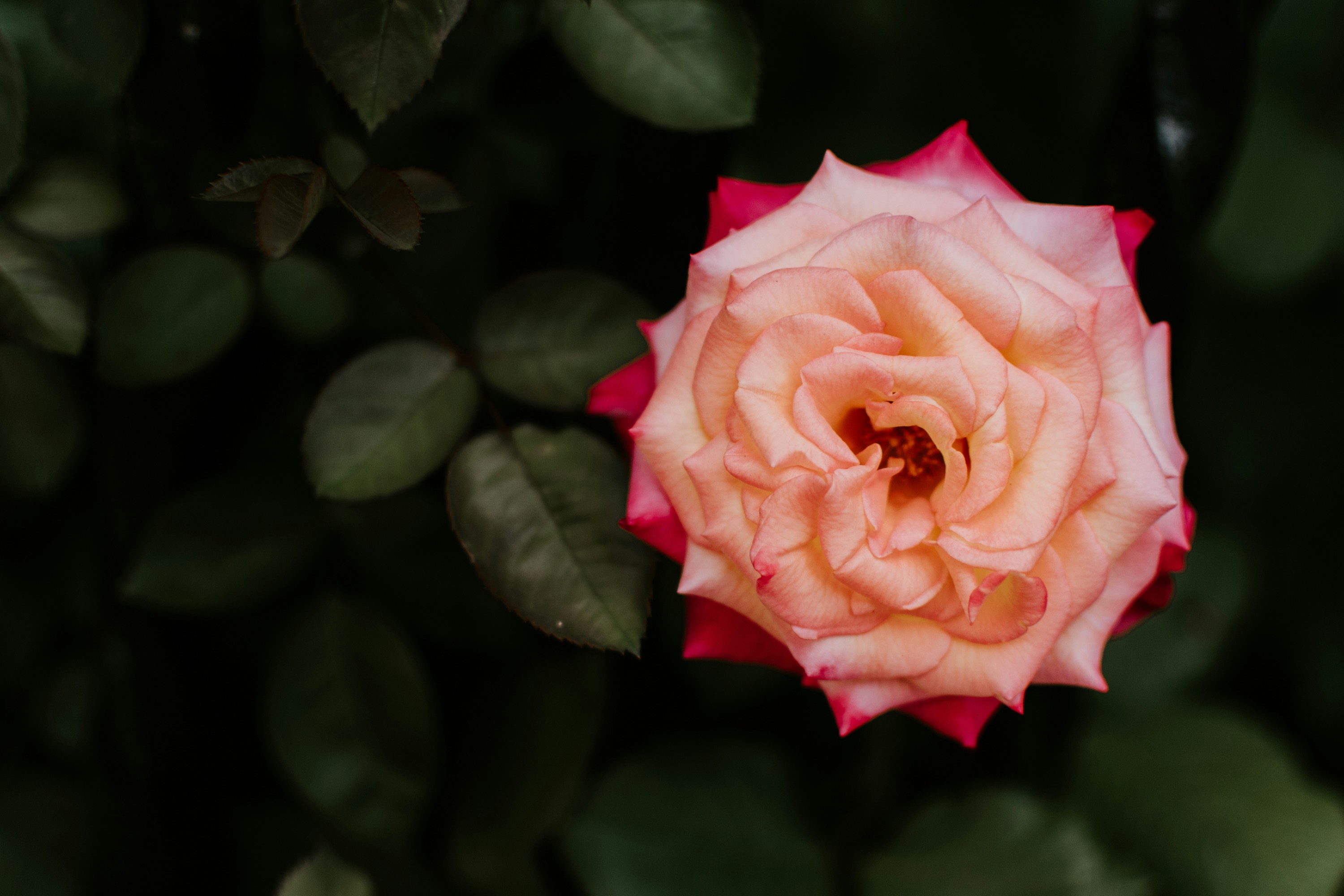 Photo by kellysikkema