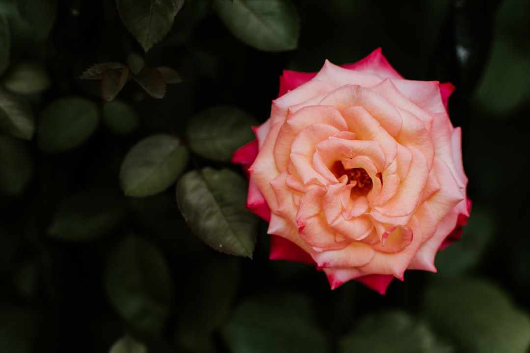 pink petaled flower