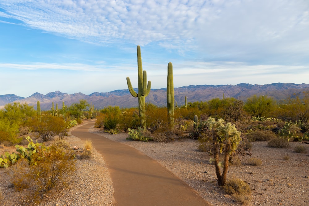 cactus vert pendant la journée