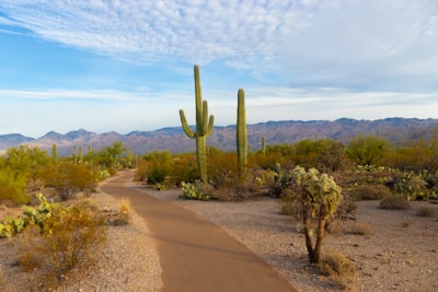 green cactus during daytime arizona zoom background