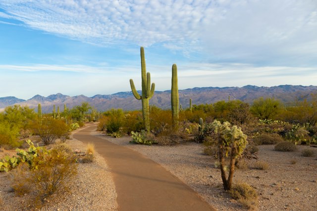 Path through the Arizona desert with saguaro cacti and mountains