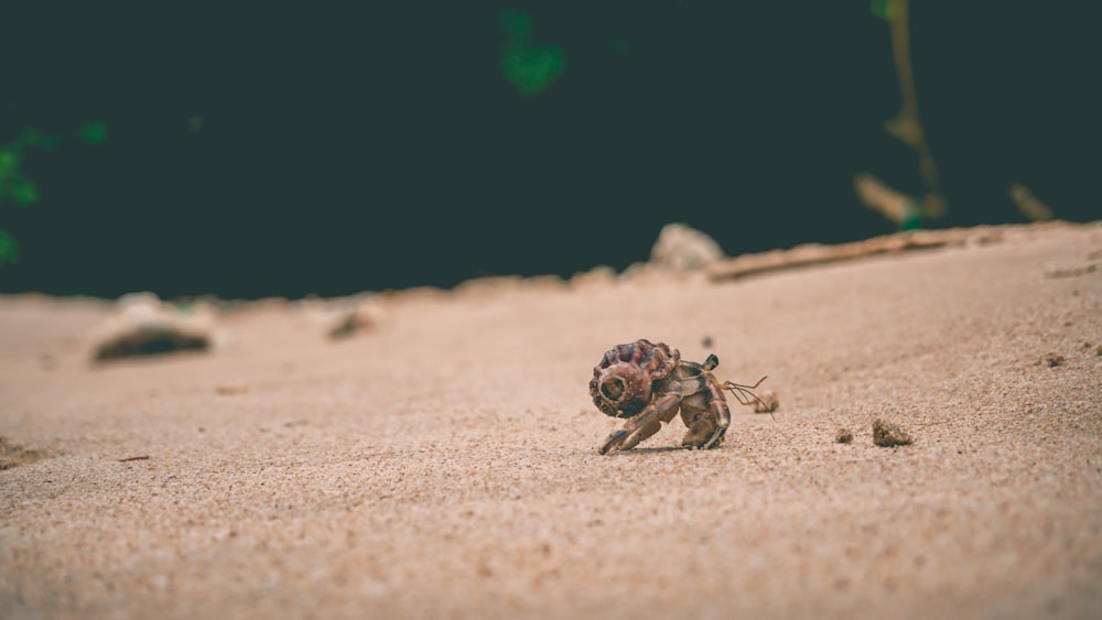brown hermit crab on sand