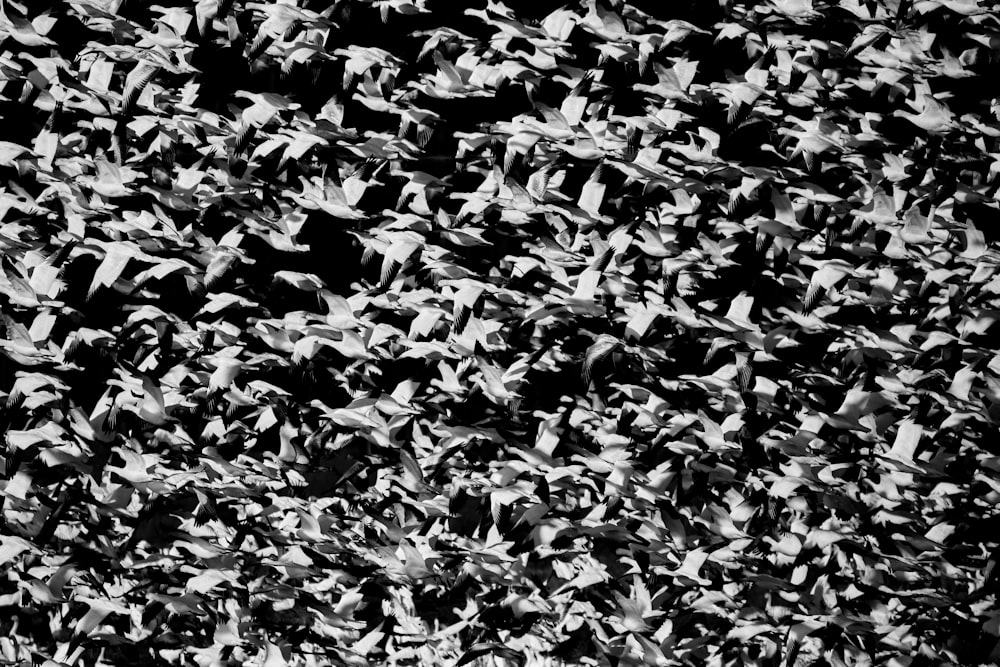 a black and white photo of a flock of birds