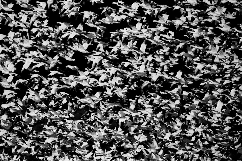 Una foto en blanco y negro de una bandada de pájaros