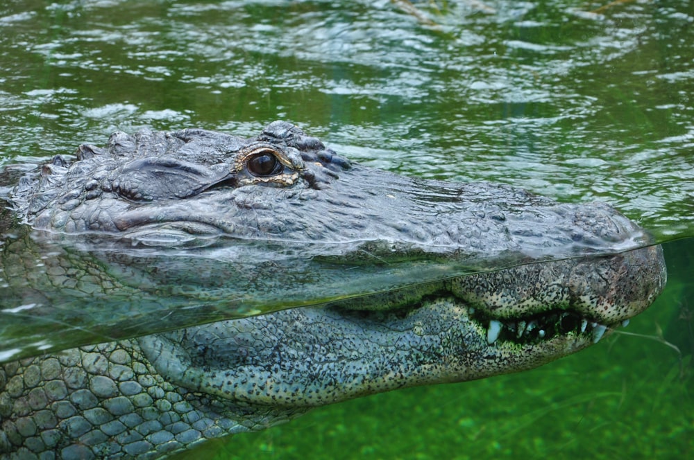 alligator on body of water