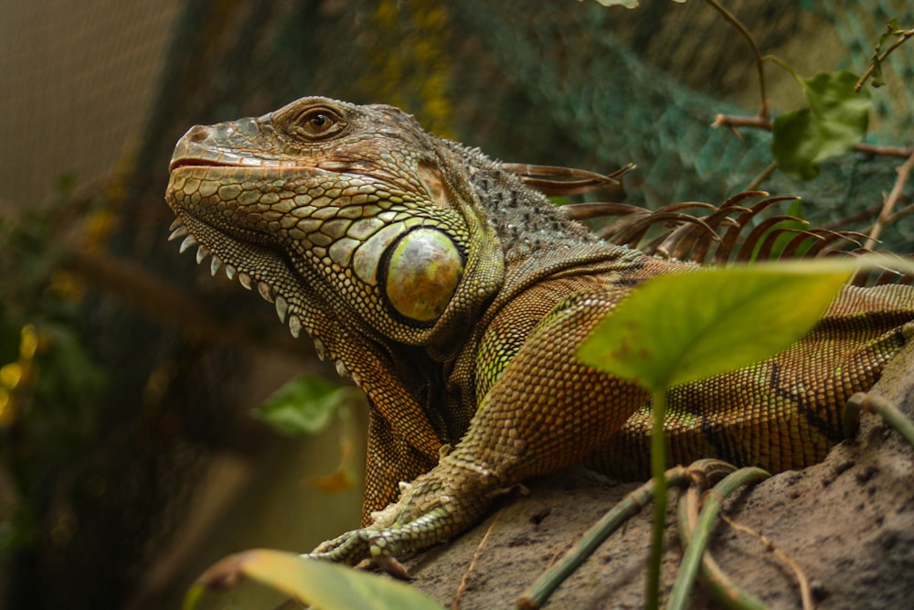 selective focus photography of brown Iguana