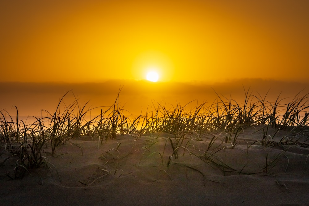 grass and white sand under golden hour