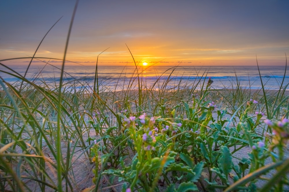 photo of linear green leafed plant during golden hour