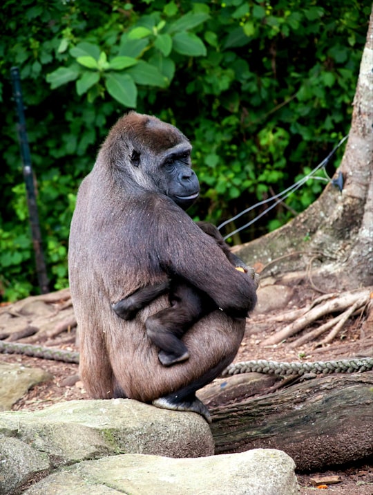 monkey hugging baby monkey beside tree in Taronga Zoo Australia