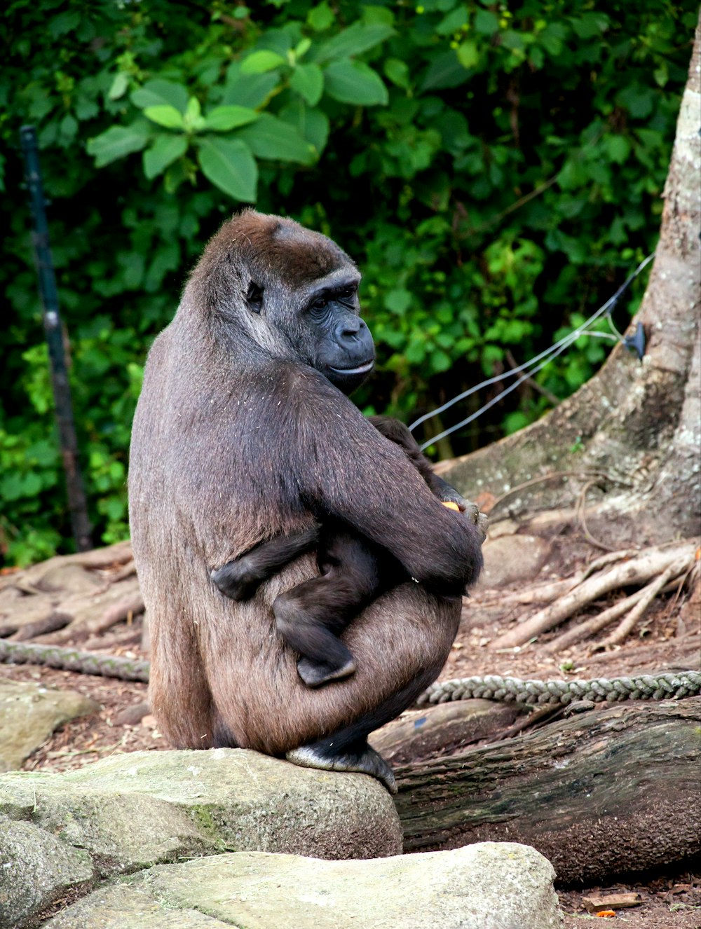 monkey hugging baby monkey beside tree