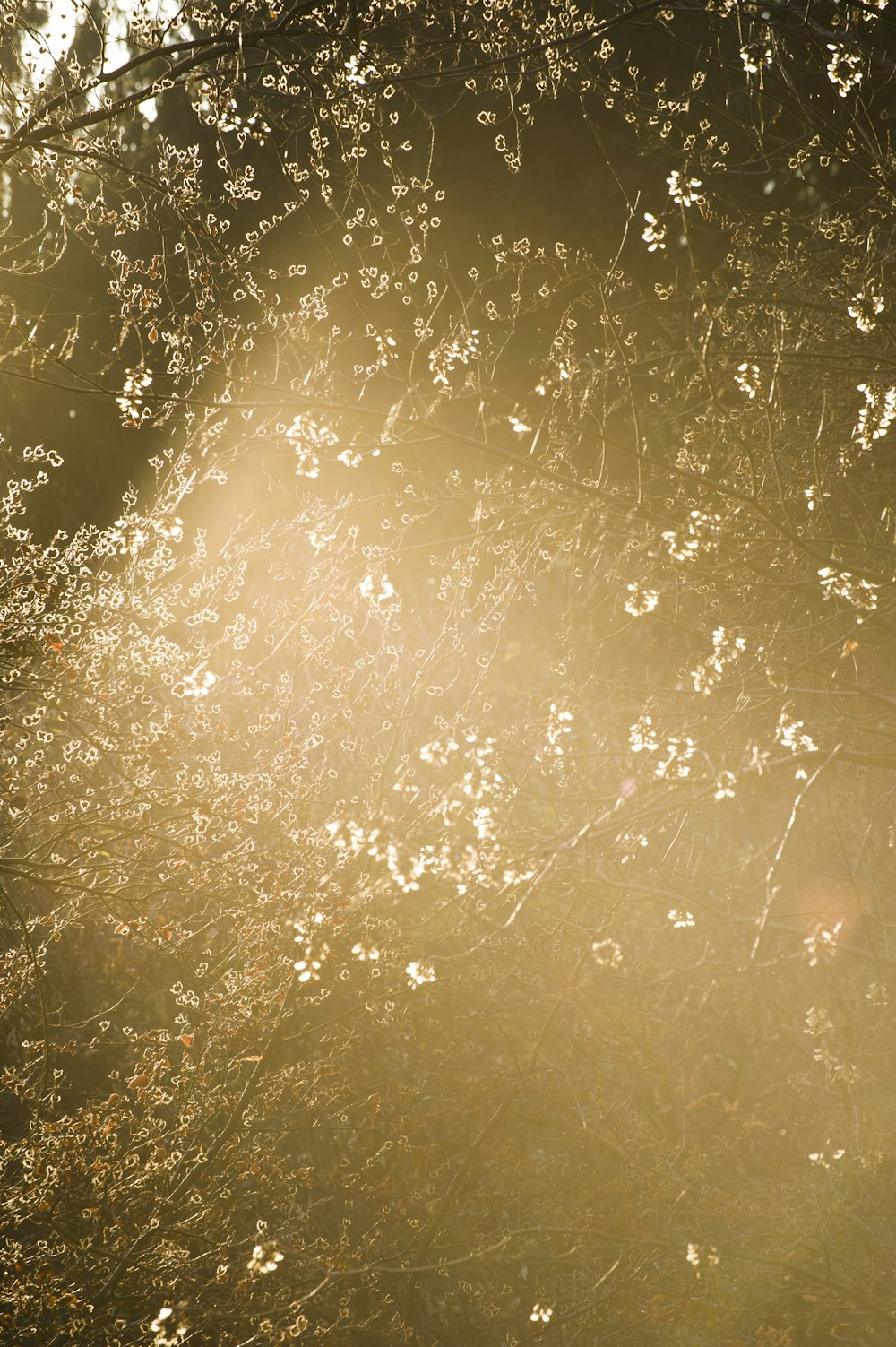 white flowering tree