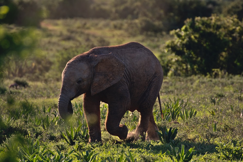 昼間、緑の草原を歩く茶色の象の赤ちゃん