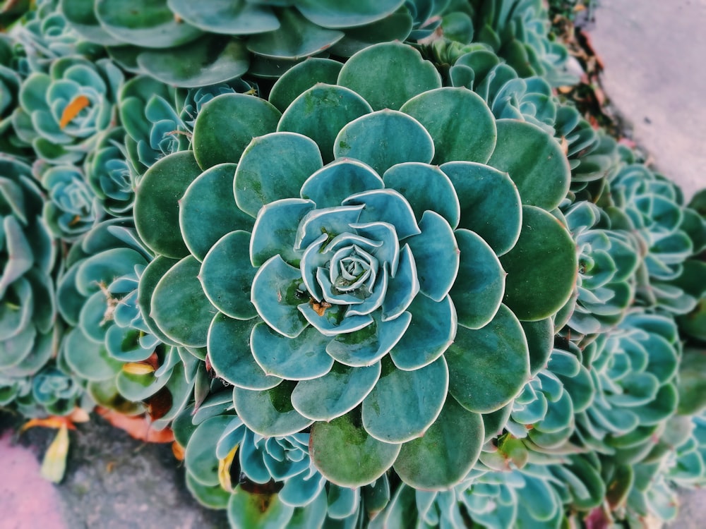 green succulents at daytime