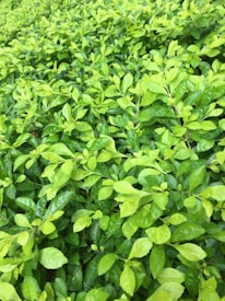 A dense and vibrant collection of green leaves fills the frame, creating a lush, natural texture. The leaves appear to be glossy and fresh, suggesting a healthy and thriving plant environment.