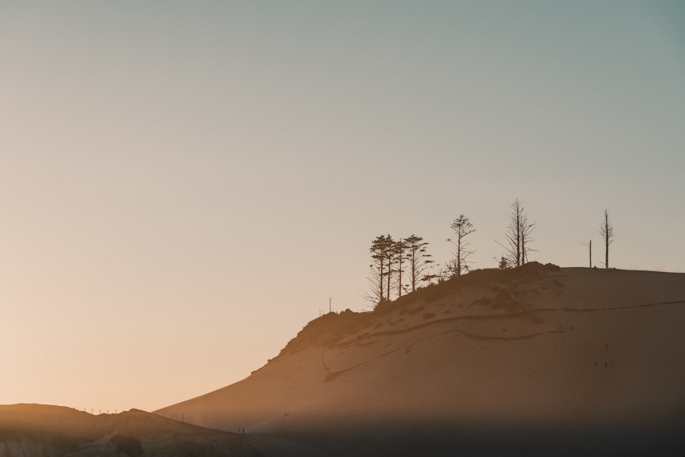 silhouette of bare trees under clear sky