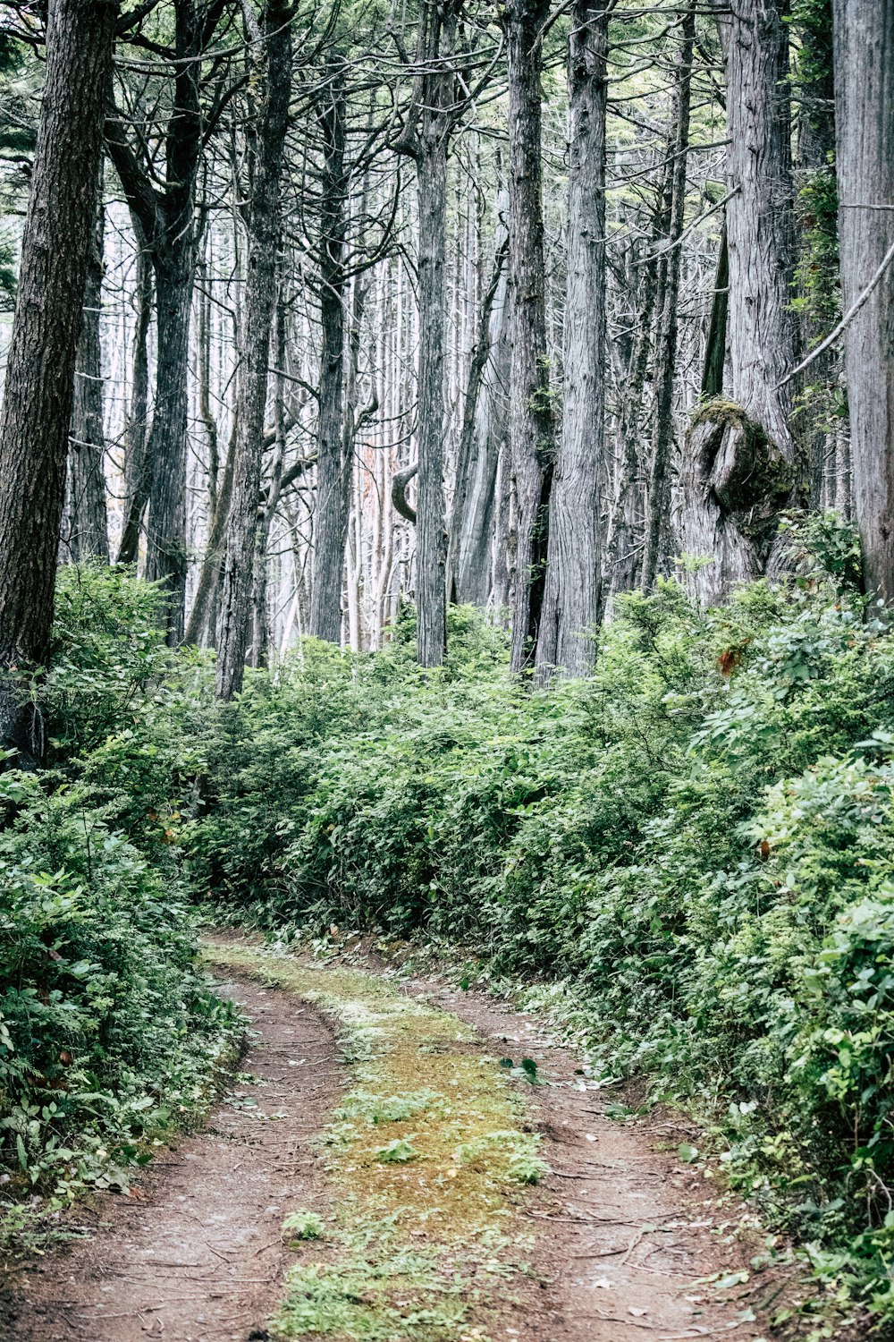 pathway between green leafed trees and plants during daytime