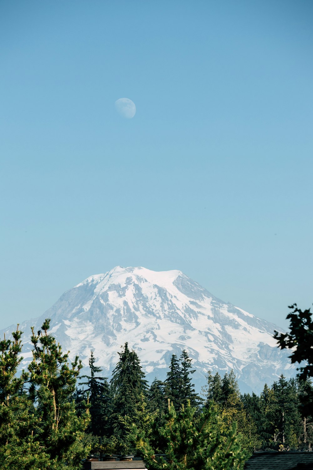 trees near mountain during daytime