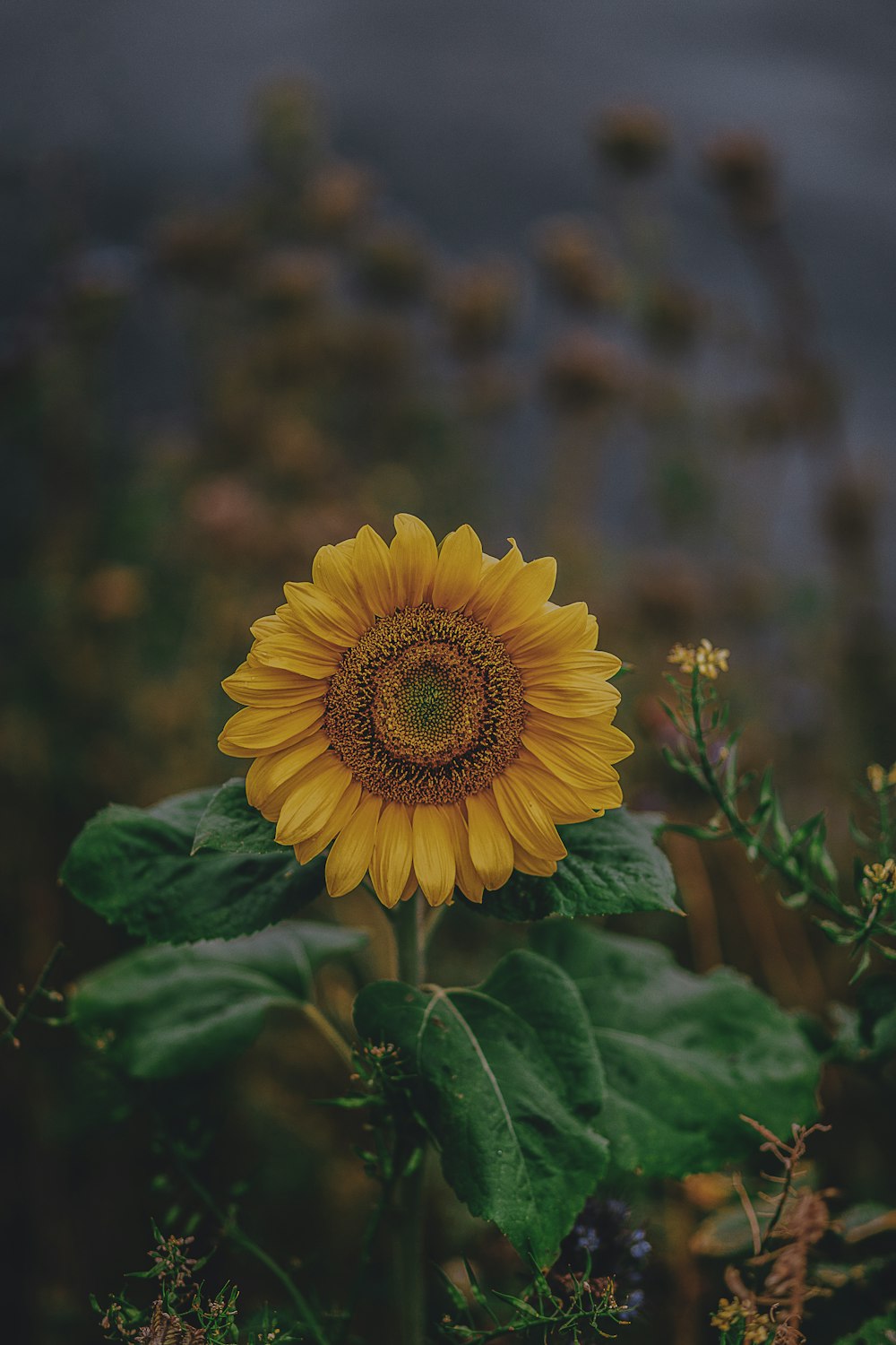 Photographie de tournesol à mise au point peu profonde