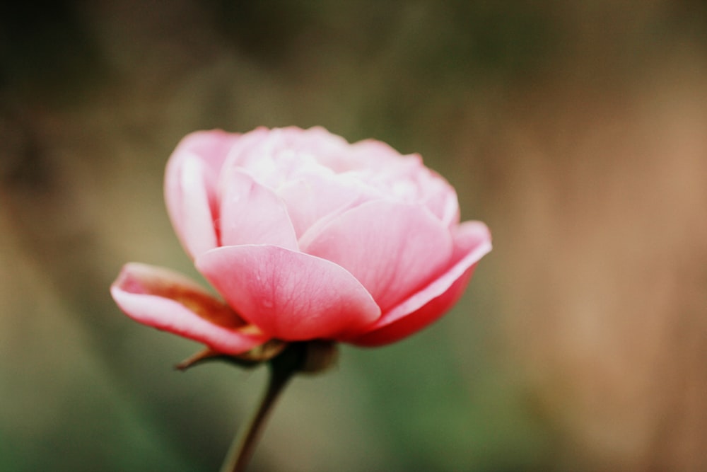 fotografia a fuoco superficiale di fiore rosa