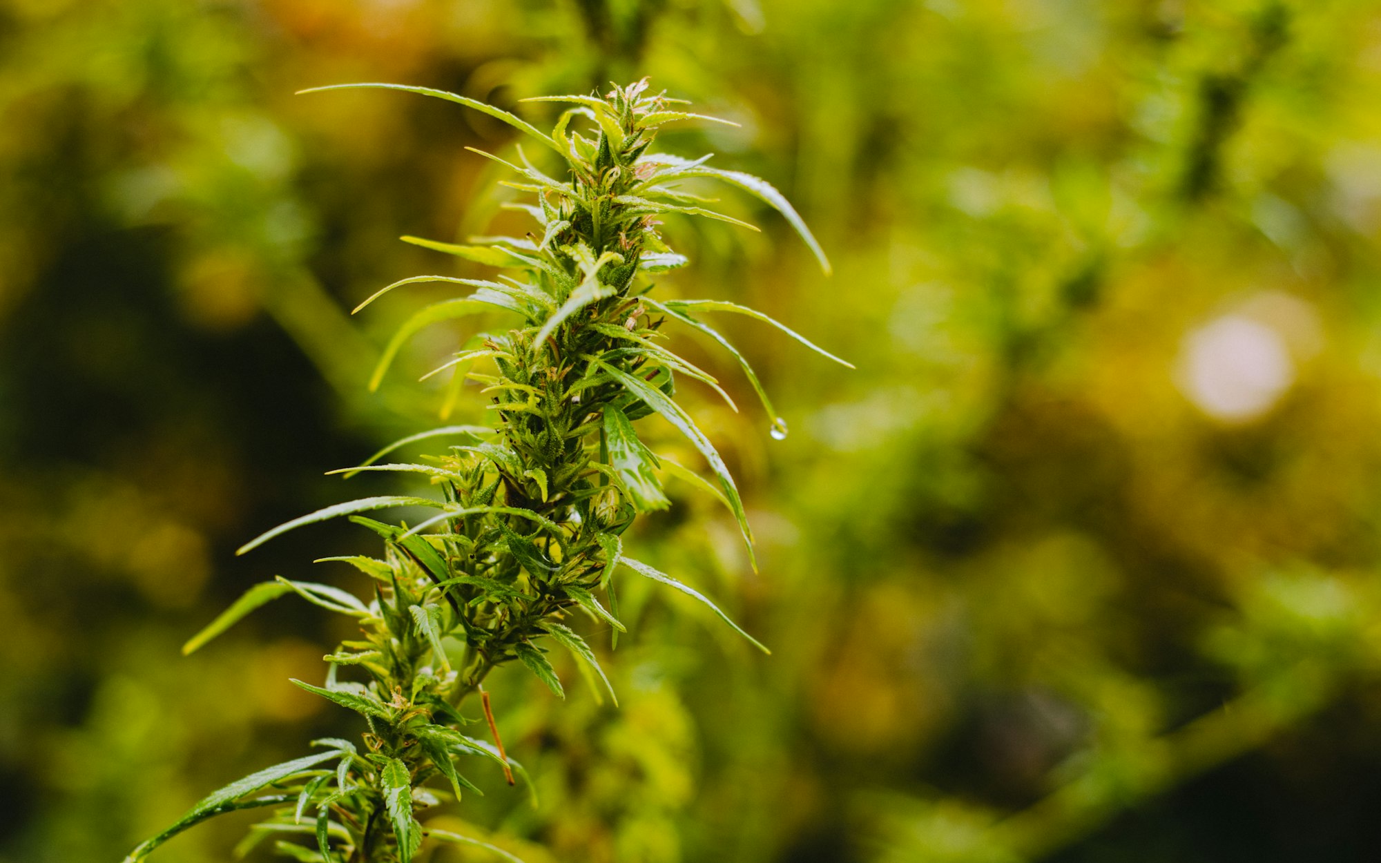 Seen freely growing, as nature intended, in a random garden within Freetown Christiana, Copenhagen.