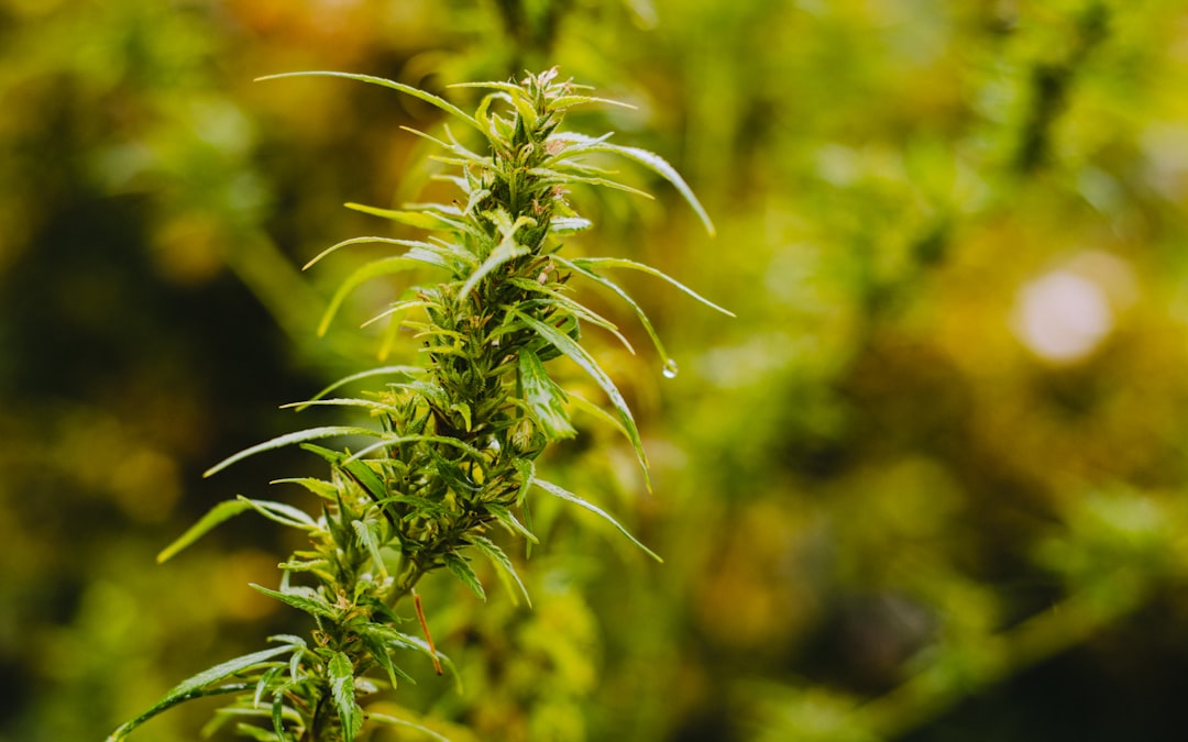 selective focus photography of green leafed plant