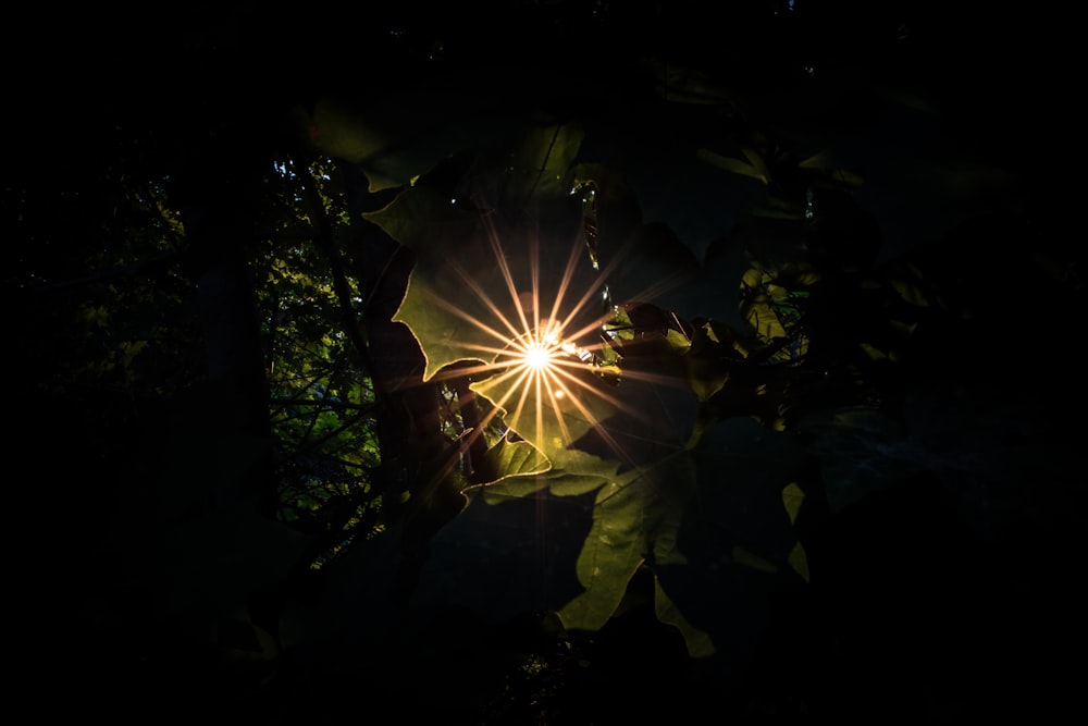 sun rays coming through green leaves