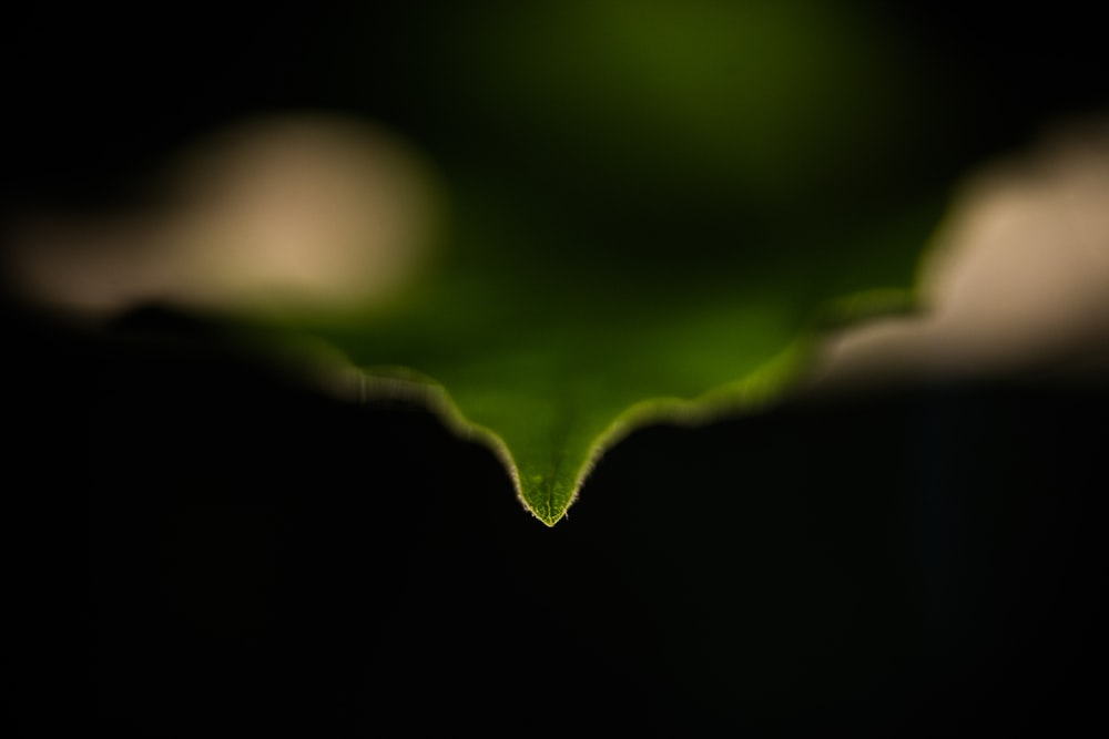 green leaf with water droplets