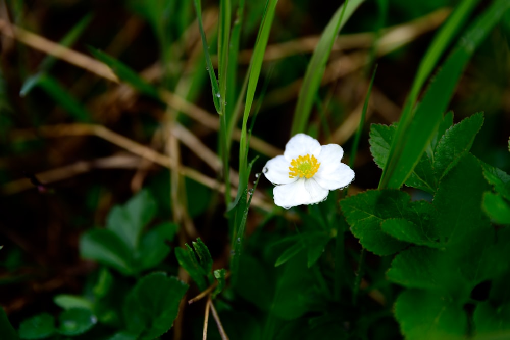 Fotografía de enfoque selectivo de flor de pétalos blancos