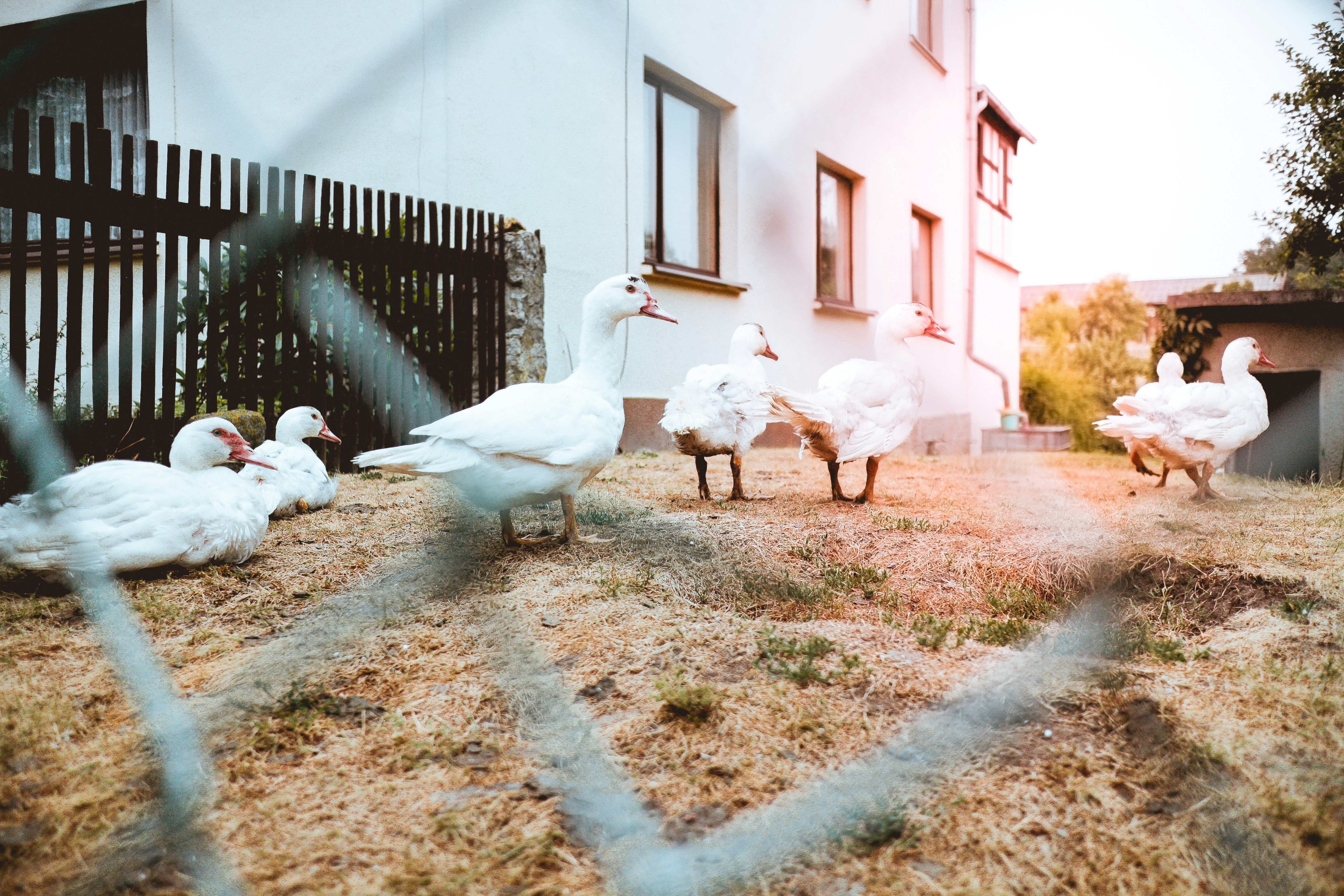 group of white ducks walks on dried grass, The Crew