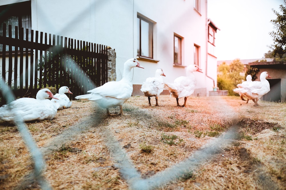 group of white ducks walks on dried grass