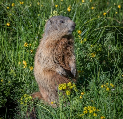 A groundhog standing upright amidst a lush, green meadow dotted with small yellow flowers. The grass is tall and dense, creating a vibrant natural setting.