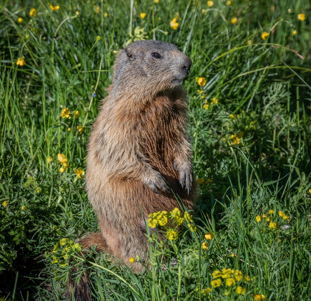 prairie dog standing on grass field