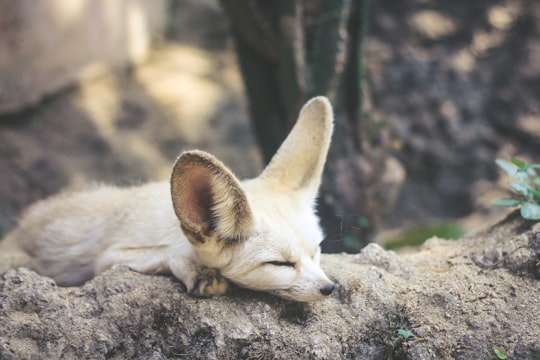 white and brown fennec fox lying on ground in Malang Indonesia