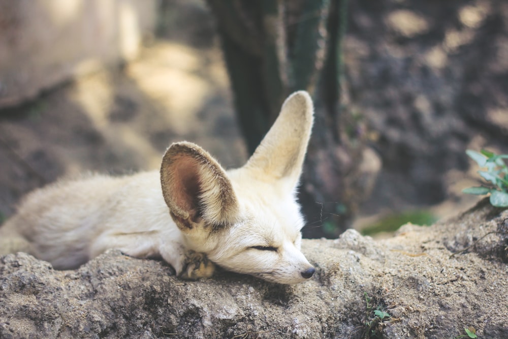 white and brown fennec fox lying on ground