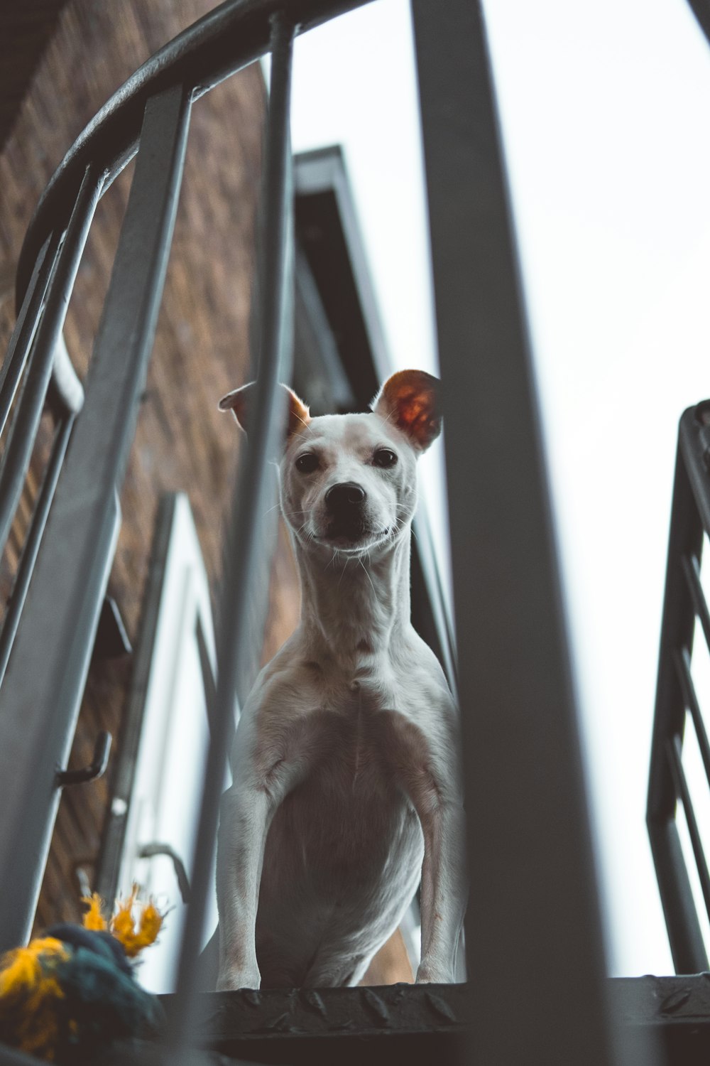 Ausgewachsener weißer Jack Russel Terrier späht über die Treppe