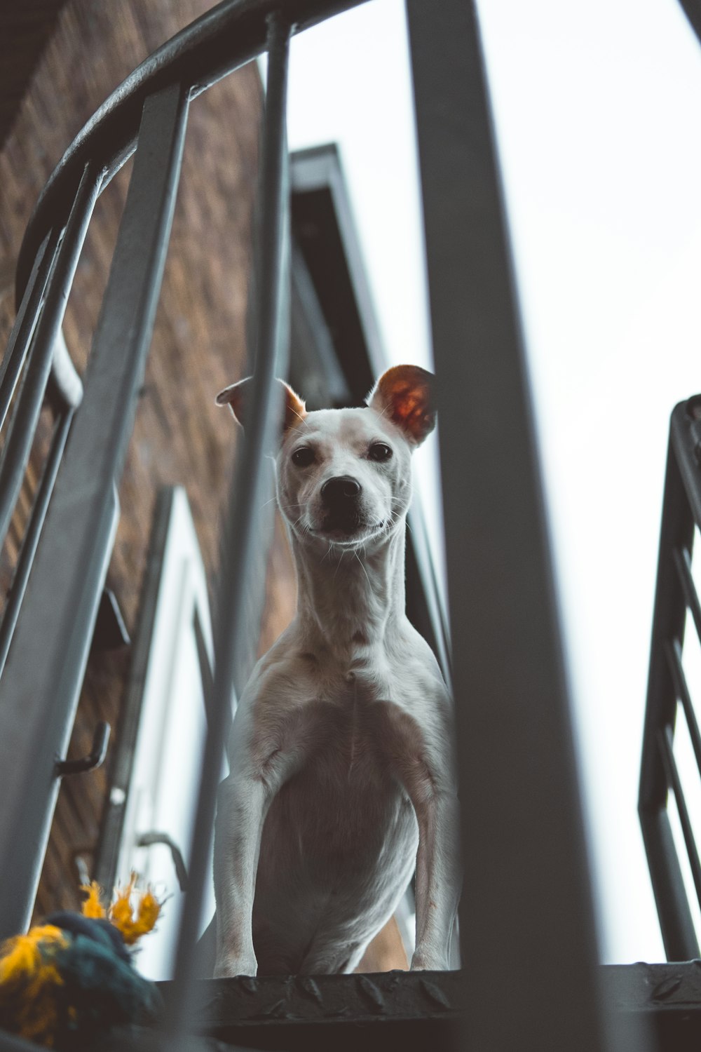 adult white Jack Russel Terrier peeking above stairs