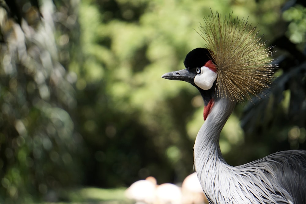 gray and black peacock