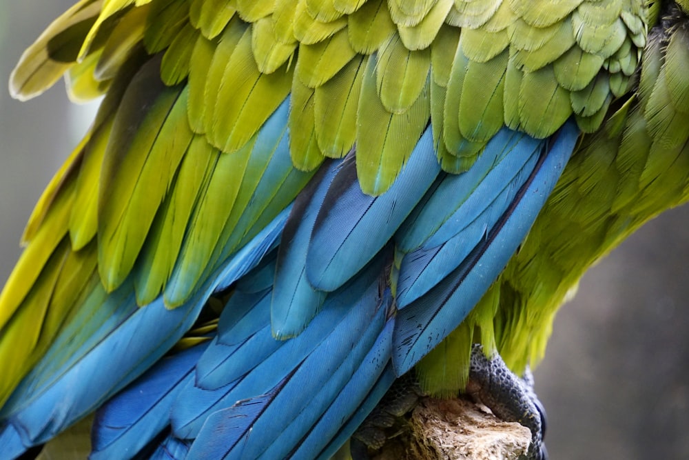 Un primo piano di un uccello colorato su un ramo