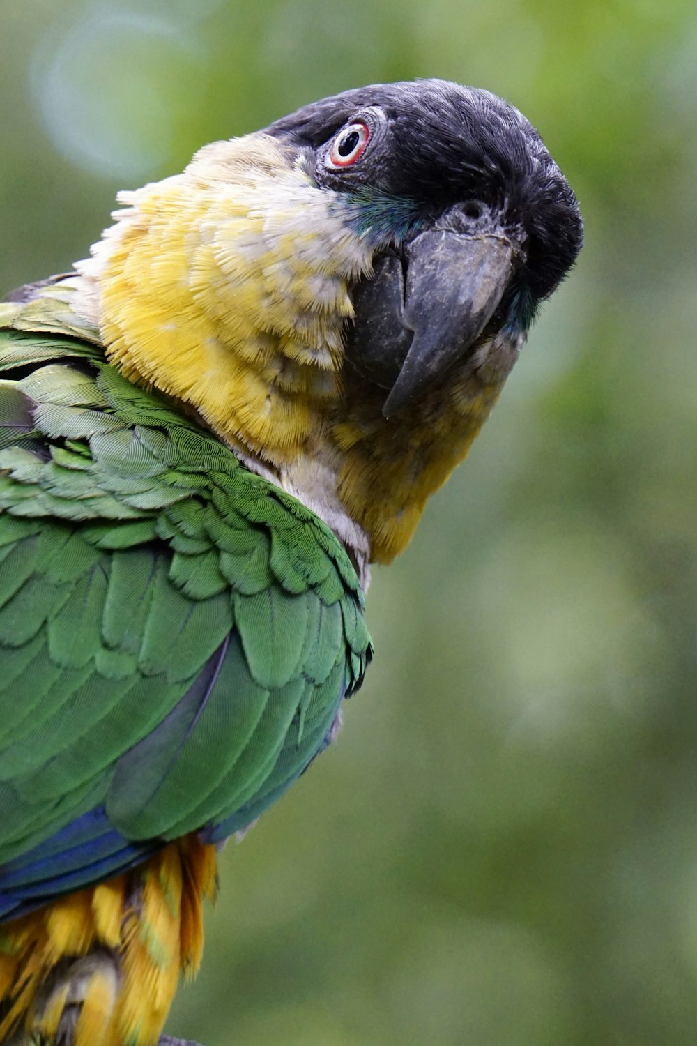 shallow focus photography of parrot