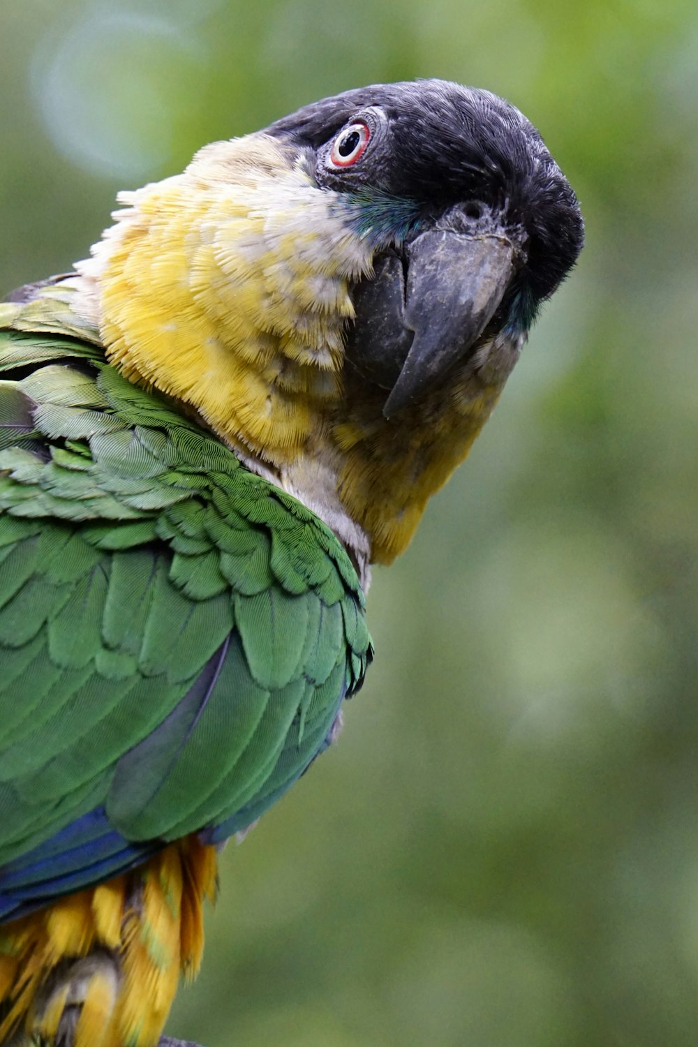 fotografia de foco raso de papagaio