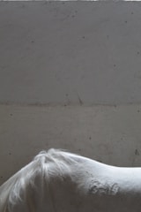 A group of horses including Gyr breed with visible branded marks in a ranch setting.