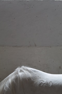 A group of horses including Gyr breed with visible branded marks in a ranch setting.