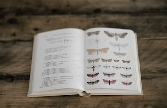 A detailed bird identification guidebook open on a wooden table next to binoculars.